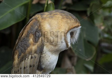 Barn Owls (family Tytonidae) Are One Of The Two Families Of Owls, The Other Being The True Owls Or T