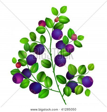 Close up of a blueberry branch isolated