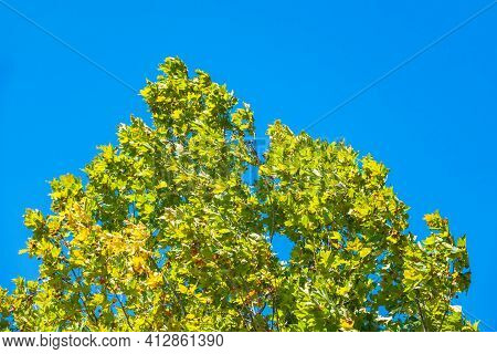 Green Leaves Of Pltatanus Oreintalis Tree On Blue Sky Background. Platanus Orientalis, The Old World