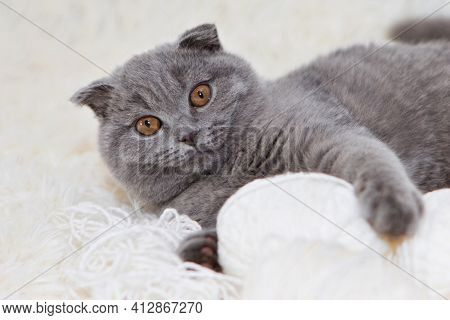 A Lop-eared Scottish Cat Plays With Balls Of Yarn. An Animal On A White Background. Fun For Pets