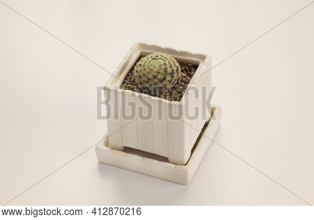 Mammillaria Schiedeana Cactus Pots On Yellow Background