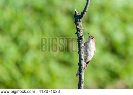 Warbler Or Acrocephalus Bird On A Dry Branch.