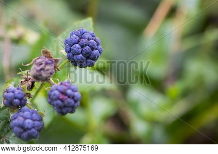 Rubus Caesius. Black Berries On A Branch With A Green Background. Delicious Wild Berry. Useful, Many