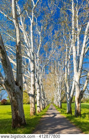 Plane alley in the castle park in Straznice, Southern Moravia, Czech Republic
