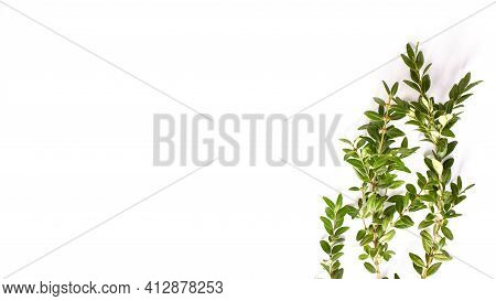 Ruscus Plant Branch With Green Leaves Isolated On The White Background.