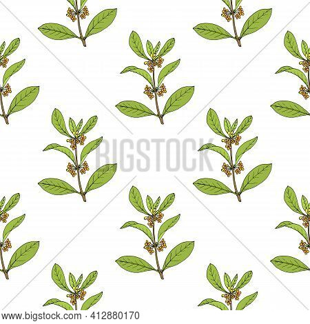 Seamless Pattern With Sweet Osmanthus, Or Tea Olive, Medicinal Plant. Hand Drawn Vector Illustration