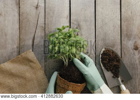 Gardening Hobby Concept. Hands Holding Eco Pot With Green Plant, Shovel On Wooden Background. High Q