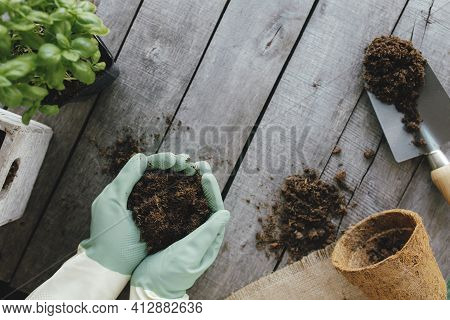 Gardening Hobby Concept. Eco Pot, Green Plant, Gardener Hands In Gloves, Shovel On Wooden Background