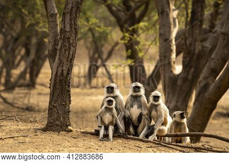 Gray Or Hanuman Langurs Or Indian Langur Or Monkey Family During Outdoor Jungle Safari At Ranthambor