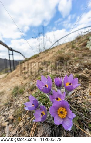 Pasque flower, National park Podyji, Southern Moravia, Czech Republic