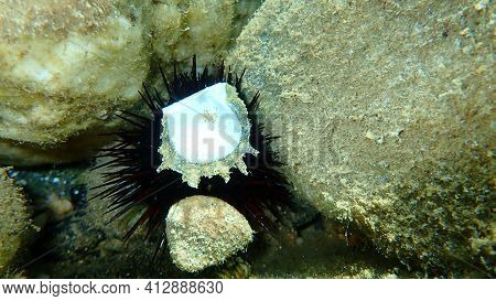 Oyster Shell On A Black Sea Urchin (arbacia Lixula) Undersea, Aegean Sea, Greece, Halkidiki