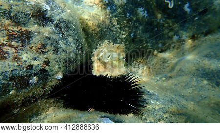Oyster Shell On A Black Sea Urchin (arbacia Lixula) Undersea, Aegean Sea, Greece, Halkidiki