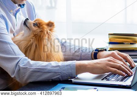 Freelancer Man, Bisnessman With His Friendly Pomeranian Spitz Using Laptop At Remote Home Office. Lo