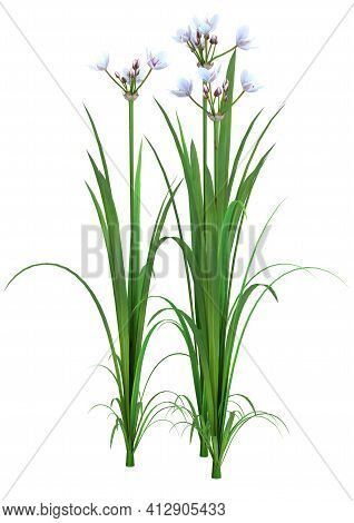 3D Rendering Butomus Plants On White