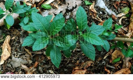Gymnanthemum Extensum Plant In A Vegetable Garden.