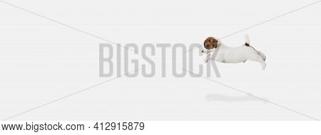 One Cute Little Puppy Of Jack Russell Dog Isolated On White Background.