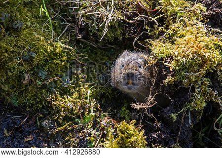 Photo Of A Cute Little Water Vole On A River Bank