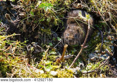 Photo Of A Cute Little Water Vole On A River Bank