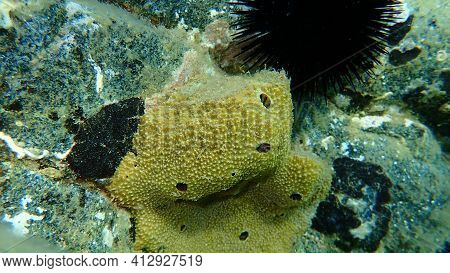 Sea Sponge Stinker Sponge (ircinia Variabilis) Undersea, Aegean Sea, Greece, Halkidiki