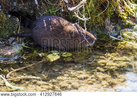 Photo Of A Cute Little Water Vole On A River Bank