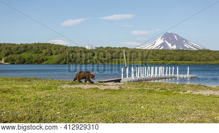Brown Bear Walking Near Kurile Lake Against The Background Of The Volcano Ilyinsky, Kamchatka Penins