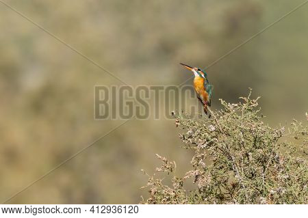 A Common Kingfisher (alcedo Atthis), Perched Atop A Tree And Looking Up At The Ras Al Khor Wildlife 