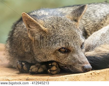 The Crab-eating Fox (cerdocyon Thous), Also Known As The Forest Fox, Wood Fox, Bushdog Or Maikong