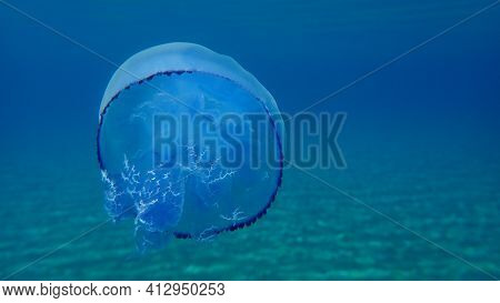 Barrel Jellyfish (rhizostoma Pulmo), Dustbin-lid Jellyfish Or Frilly-mouthed Jellyfish Undersea, Aeg