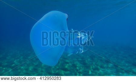 Barrel Jellyfish (rhizostoma Pulmo), Dustbin-lid Jellyfish Or Frilly-mouthed Jellyfish Undersea, Aeg