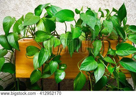 Green Ornamental Plant Epipremnum Or Scindapsus On Light Background
