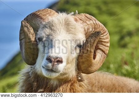 Sheep Lamb Head Detail Grazing On The Faroe Islands Green Meadows