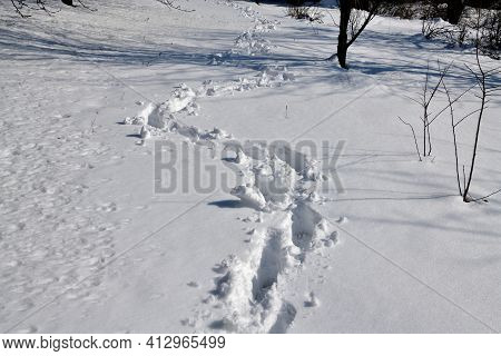 Winding Footprints Of Hikers In The Deep Snow Between The Trees