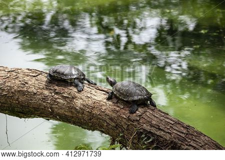 Tiger Tortoise Sunbathing On Tree Trunk In The Lake.