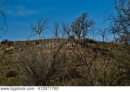 Caliche Hill At Buffalo Lake National Wildlife Refuge Near Umbarger, Texas.