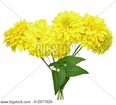 Rudbeckia Laciniata Flowers Isolated On White Background