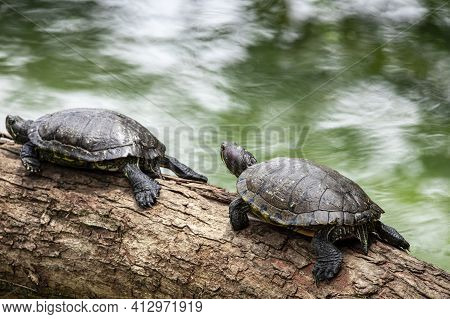 Tiger Tortoise Sunbathing On Tree Trunk In The Lake