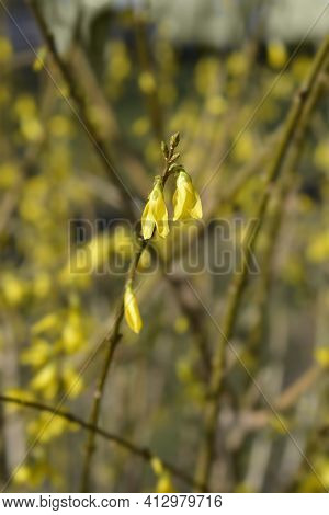 Weeping Forsythia Yellow Flowers - Latin Name - Forsythia Suspensa