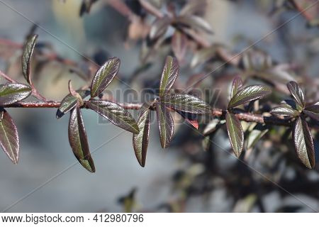 Willow-leaved Cotoneaster Branch - Latin Name - Cotoneaster Salicifolius Repens