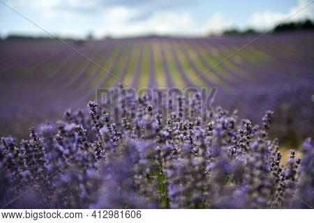 Lavender Field Summer Sunset Landscape Near Valensole.provence, France