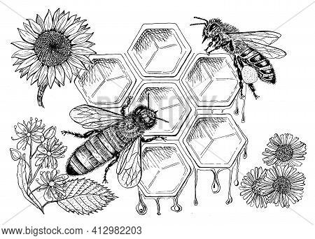 Bee And Honey. Mead And Insect And Floral And Beekeeping. Honeycomb And Hive Vector Engraved Hand Dr