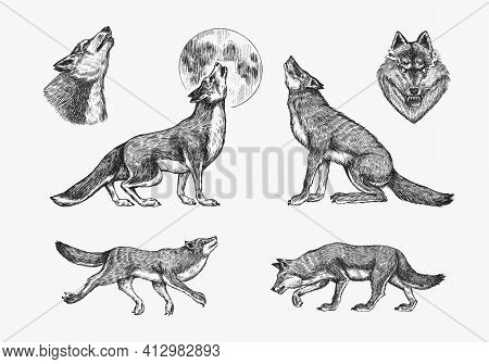 Gray Wolf Set. Gray Wolf. A Predatory Beast. Wild Forest Animal. Vector Engraved Hand Drawn Vintage 