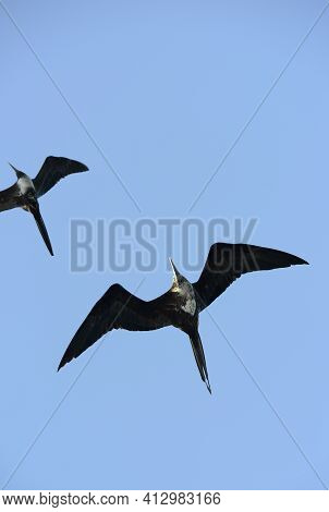 Magnificent Frigatebird (fregata Magnificens), Floreana Island, Galapagos Islands, Ecuador