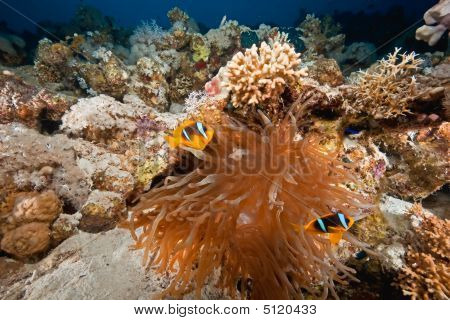 Koraal en Anemonefish