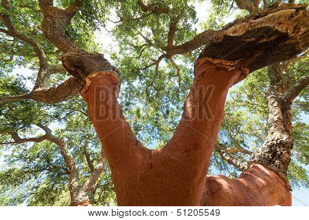 Peeled Cork Oaks Tree