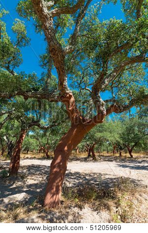 Peeled Cork Oaks Tree