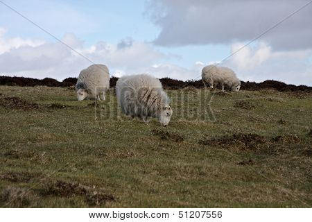Sheep Grazing On Hillside