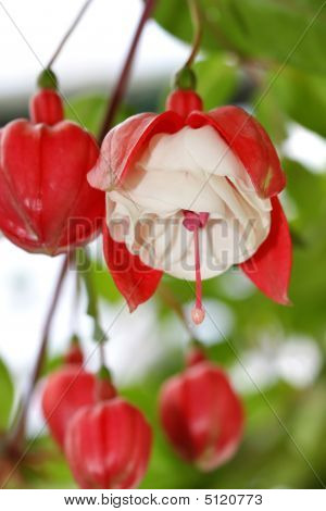 Fuşya çiçek