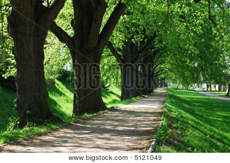 Summer Tree Alley