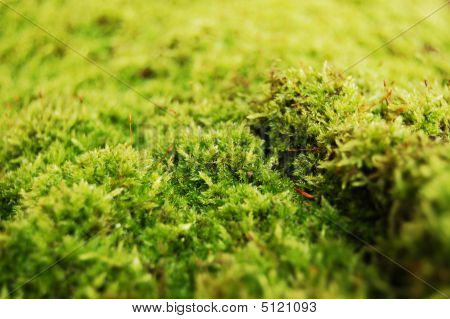 Dosh verde nella foresta