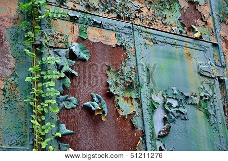 Vine on peeling paint